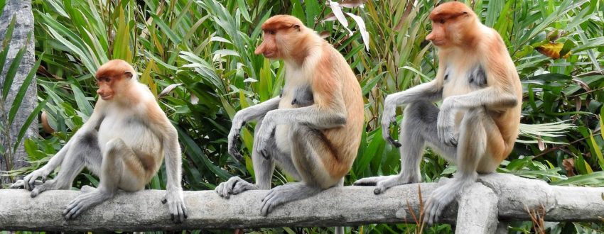 Proboscis Monkeys in Borneo