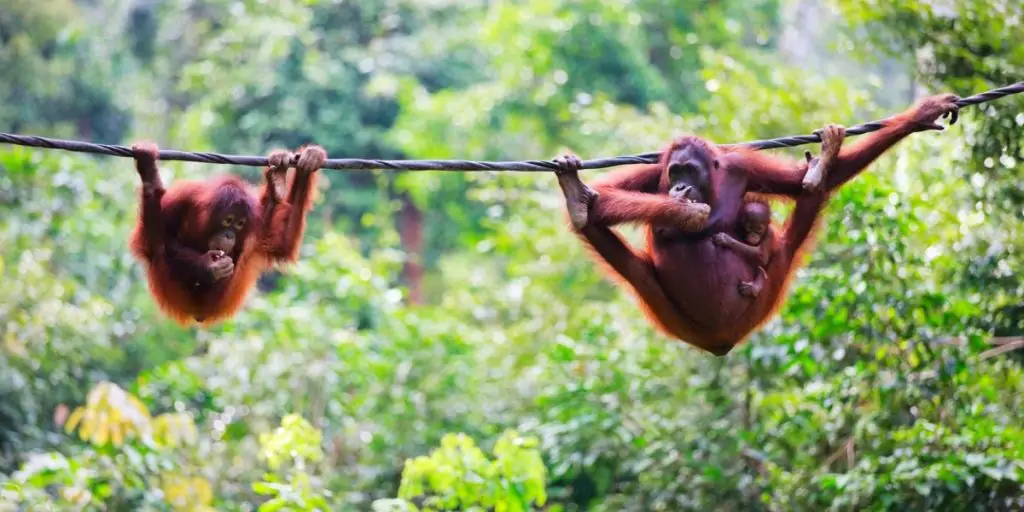orangutans in borneo