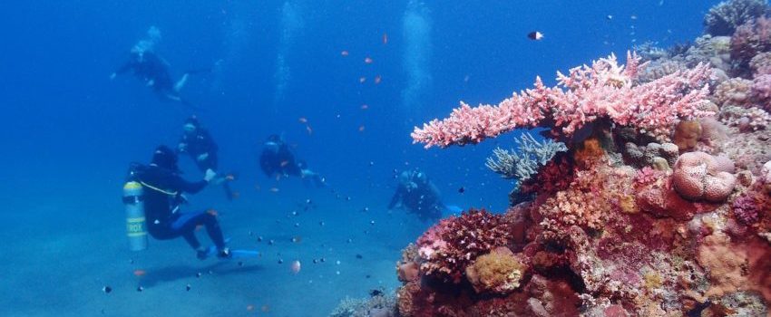 Red Sea diving
