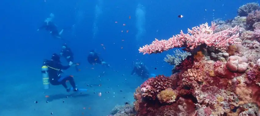 Red Sea diving
