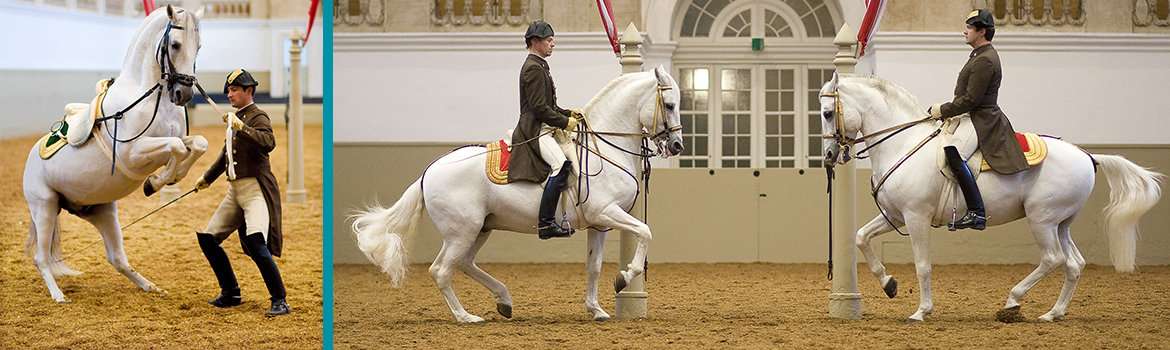 image-of-lipizzan-stallions