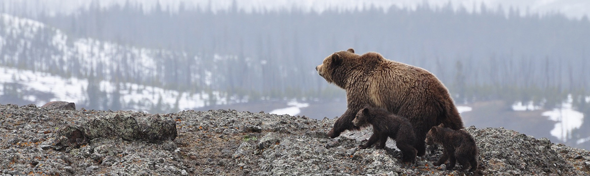 Image of brown bear with cubs walking in alaska