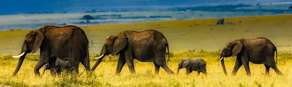 Image of wild elephants walking in a line