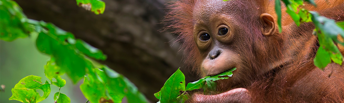 image of baby orang-utan