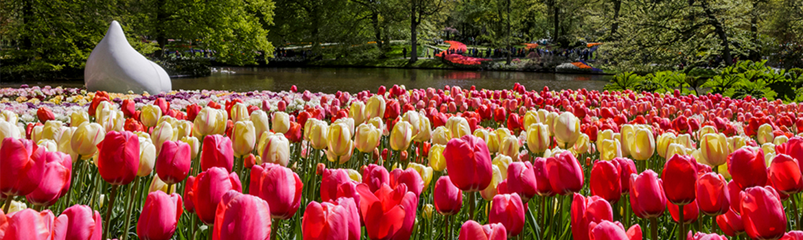 Bulbfields of Netherlands