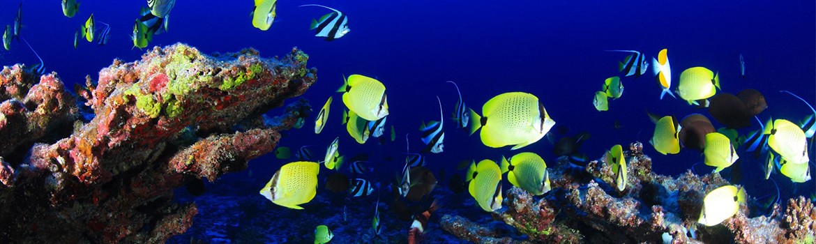 Coral Reef