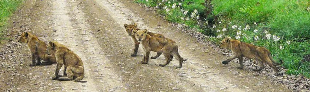 Image of Lion Cubs in Tanzania