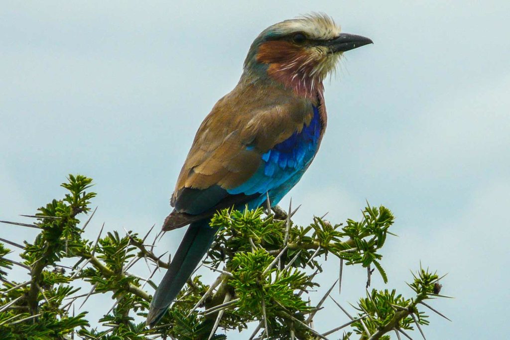 Image of Lilac Breasted Roller