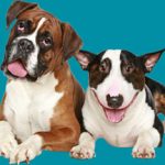 Pet Insurance