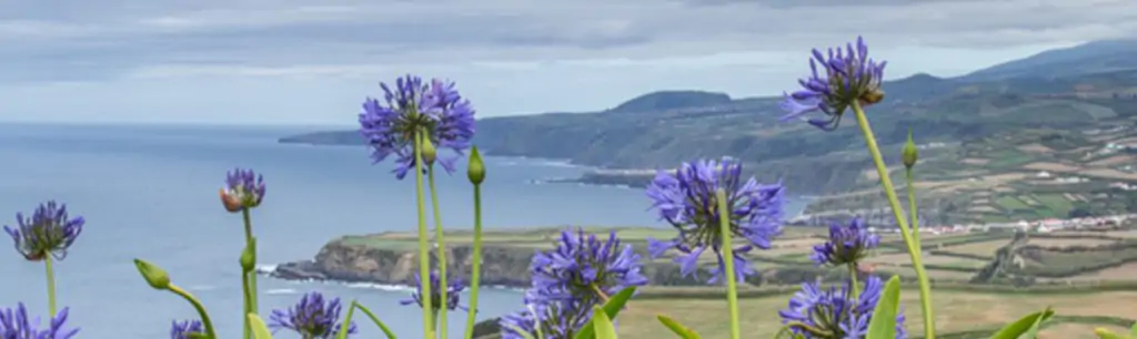 Image of Hydrangea hedges in the Azores