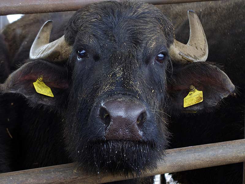 Image of a Buffalo