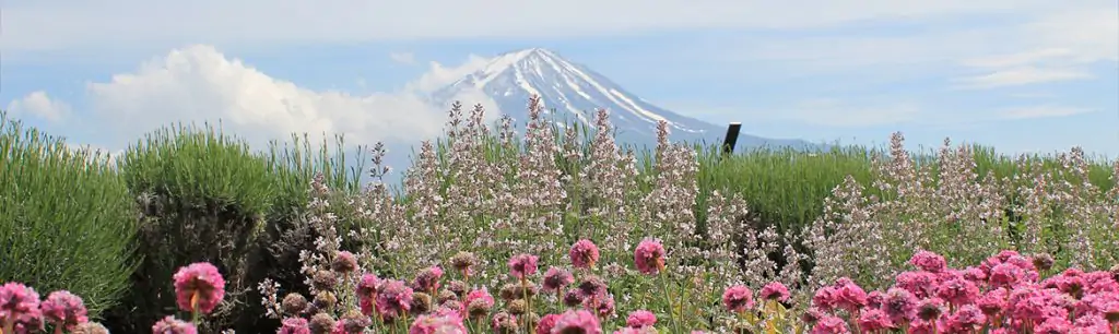 Image of Mount Fuji landscape
