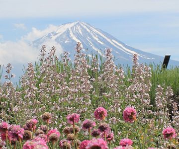 Image of Mount Fuji landscape