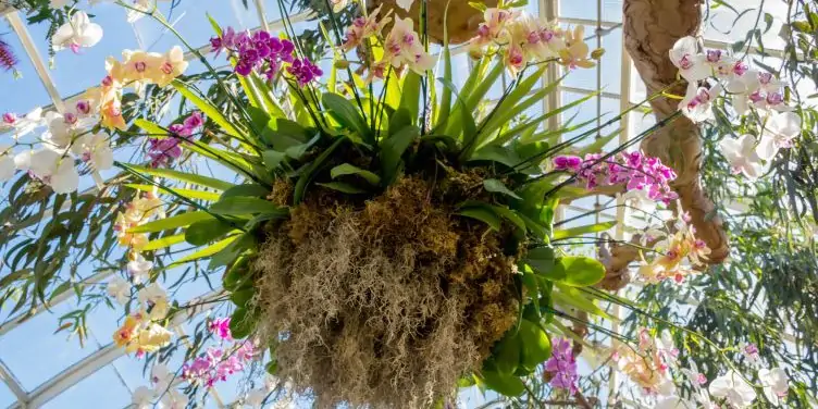 Hanging basket of orchids at the orchid show in New York botanical garden in Bronx, New York