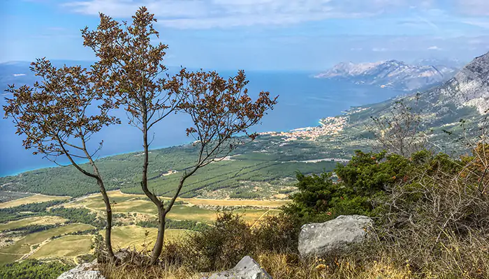 a tree on a cliff in Croatia