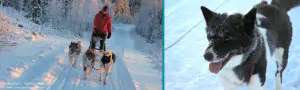 A man dog sledding in the snow in Finland