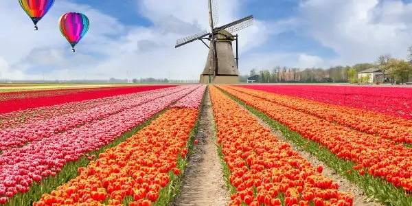 flower fields in holland