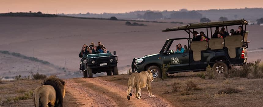 tourists on a wildlife safari conservation