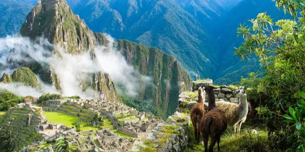 llamas watch over machu picchu