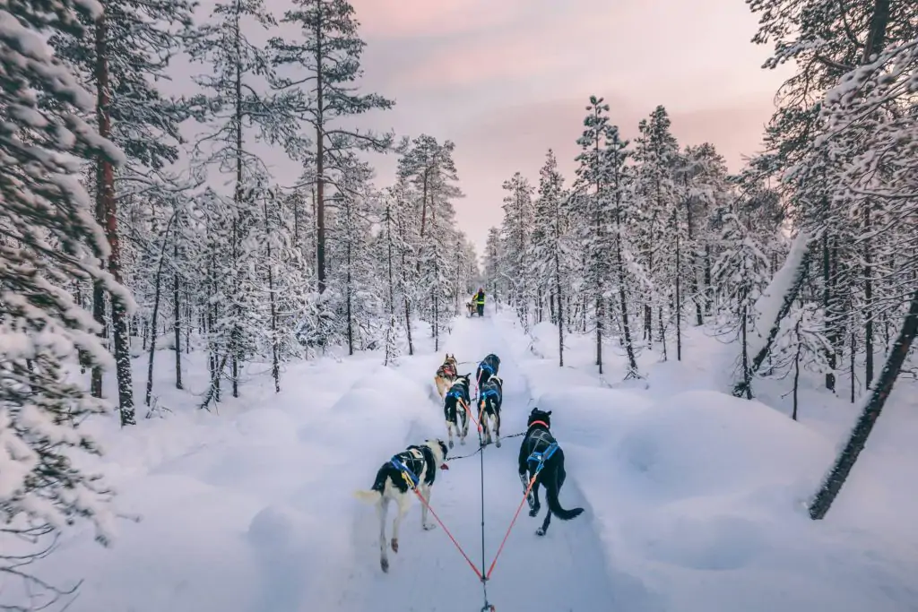 Back view of husky dogs pulling a sled at sunset in Lapland