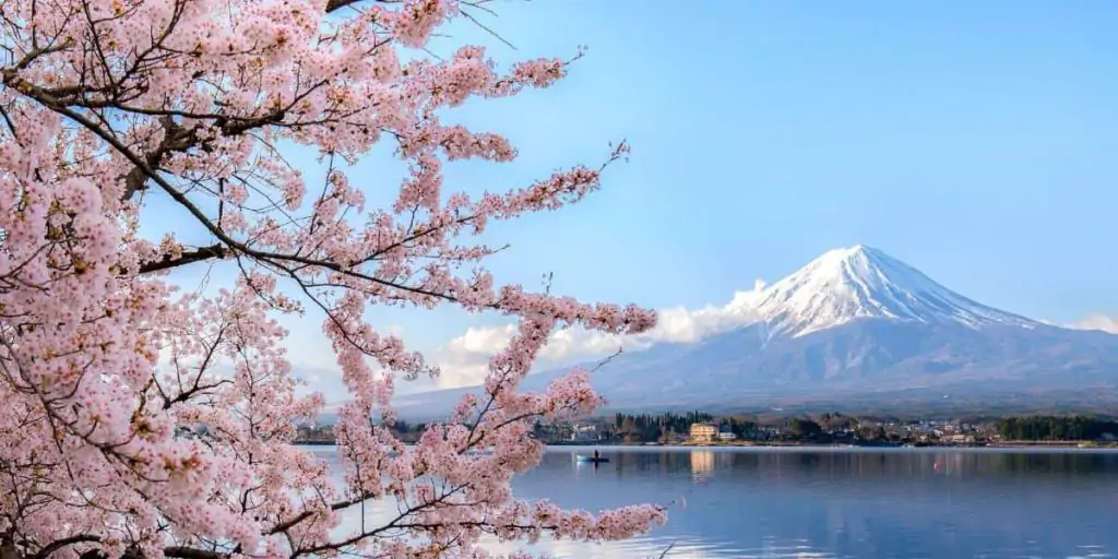 Mount Fuji with a cherry blossom tree in the foreground