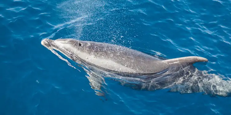 an image of a bottlenose dolphin jumping out of the water