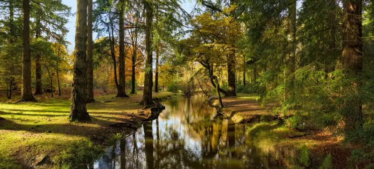 New Forest in Hampshire during Autumn