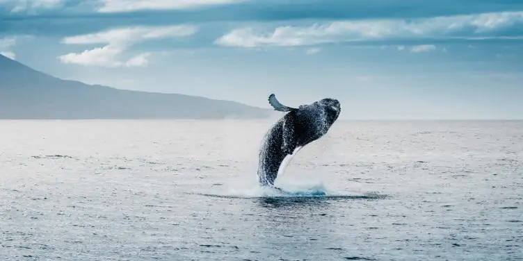 Humpback whale jumping during whale watching in Iceland