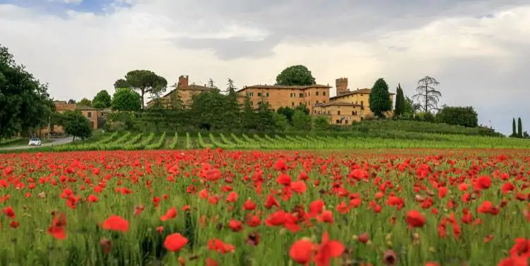 an image of a poppy field in Lucignano, Italy