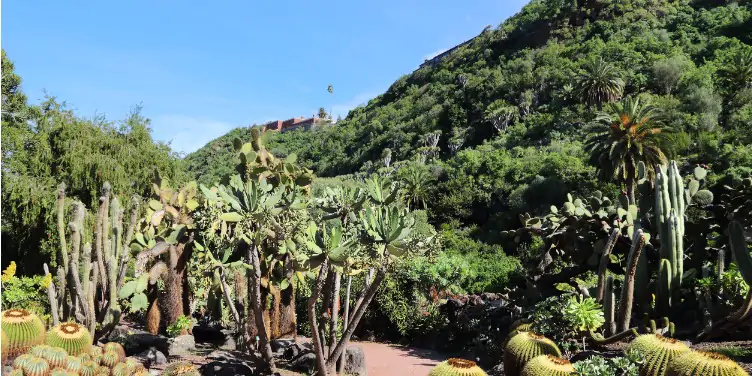 Pathway leading through Jardin Canario, a botanical garden in Gran Canaria 
