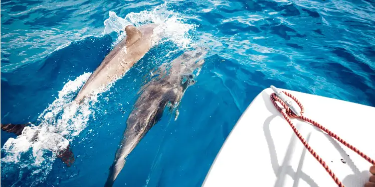 Dolphins swimming in the crystal-clear sea alongside a boat