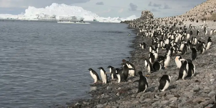 Adelie Penguin colony