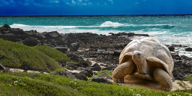 Giant tortoise on the sea edge, Galapagos Islands