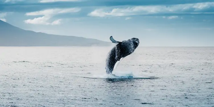 an image of a humpback whale jumping out the water on a whale watching trip in Iceland