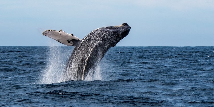 Humpback whale breaching in Sea of Cortez