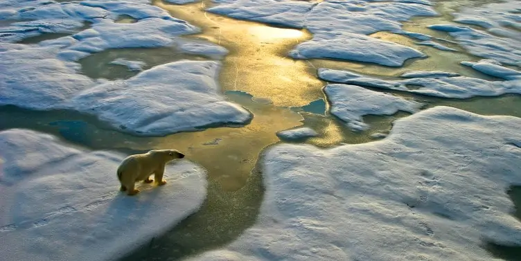 Polar bear on ice in the Arctic