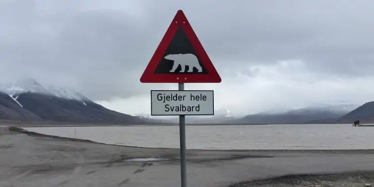 Polar bear warning sign