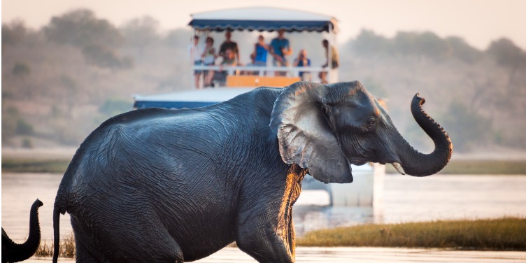 an image of tourists watching an elephant while on safari in Botswana, Africa
