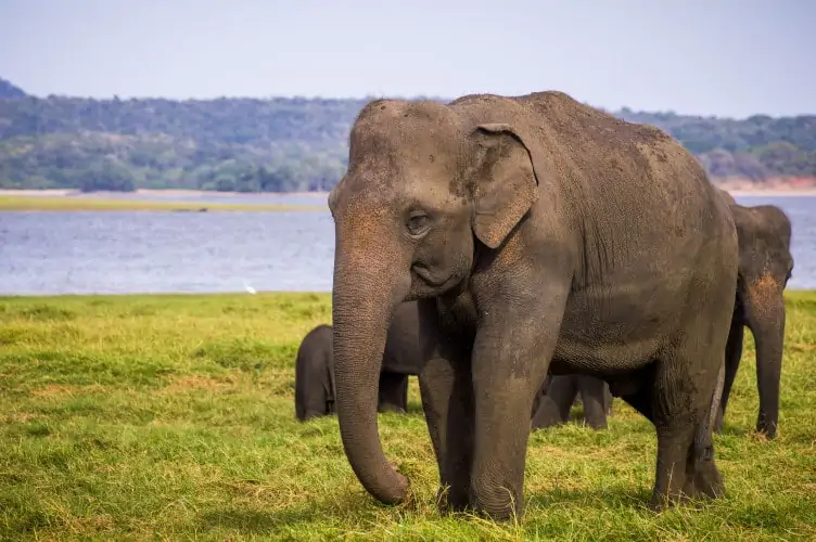 n image of an elephant in India