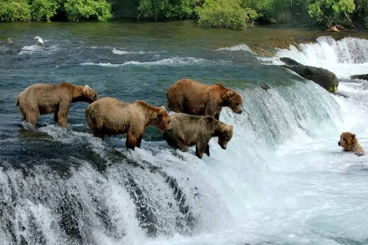 5 brown bears wading through a waterfall and fishing for salmon in Alaska. One of the best places in the world to see wildlife.