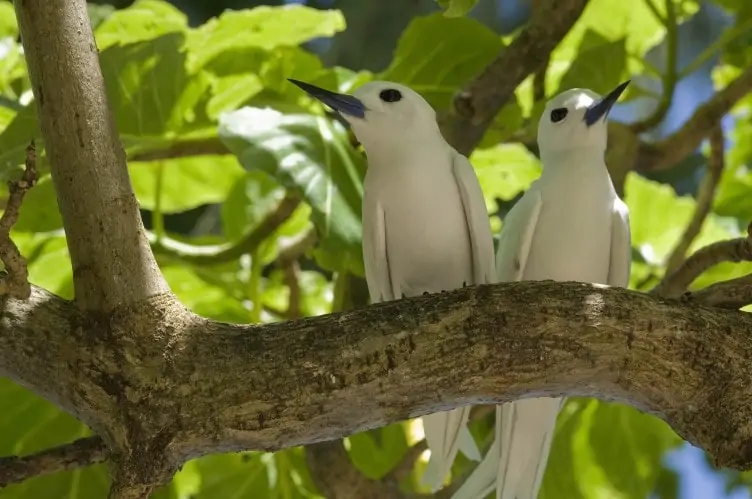 Two white fairy tern birds perched on a branch in the Seychelles, one of the best places to see wildlife.