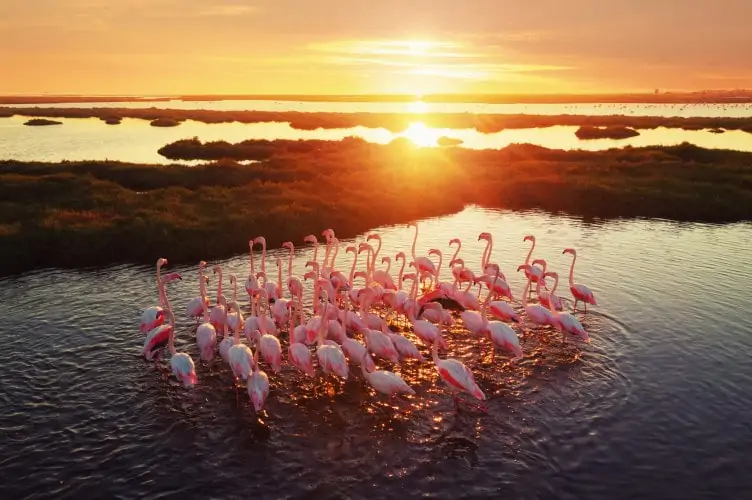 A flamboyance of flamingos