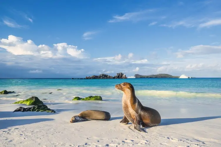An image of a sea lion on the beach in the Galapagos Islands