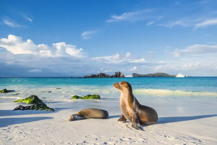 A sea lion on a sunny beach in the Galapagos Islands, arguably the best place for wildlife spotting.