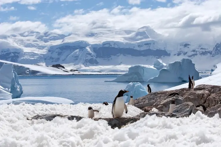 A snowy image of penguins in Antarctica