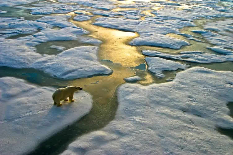 An image of a polar bear in the Russian Arctic