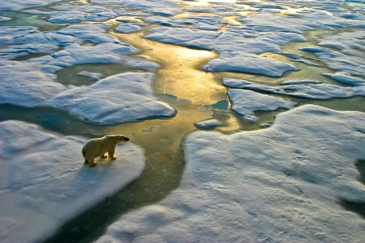 A polar bear crossing the ice in the Russian Arctic. 