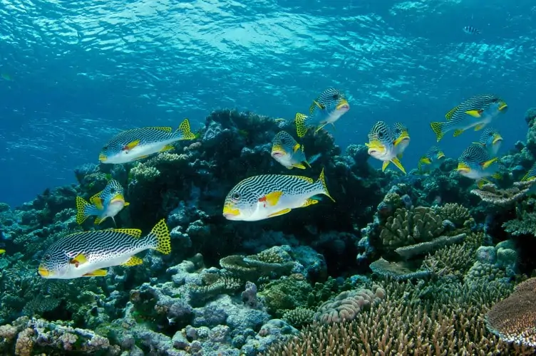An image of a school of sweet lips fish in the Great Barrier Reef, Australia