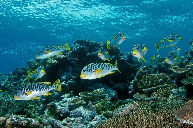 A school of colourful fish in the Great Barrier Reef, Australia. One of the best places to spot wildlife. 