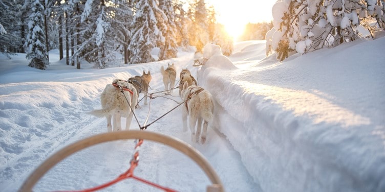 Siberian huskies pulling a dog sled through the snow in Finland Lapland